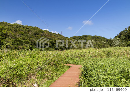 小網代の森の夏 118469409