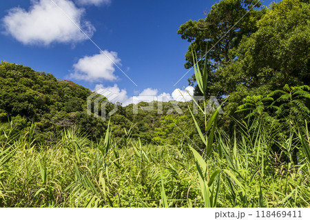 小網代の森の夏 118469411