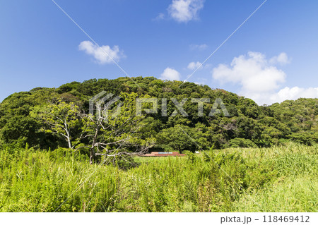 小網代の森の夏 小網代の森の夏 118469412