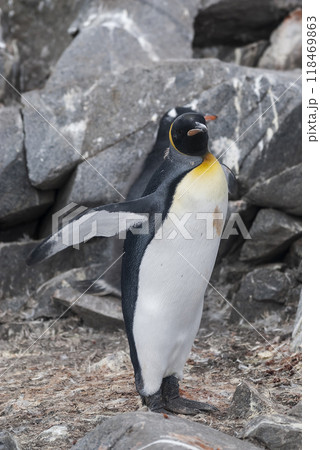 Emperor penguin,Aptenodytes forsteri, in Port Lockroy, Goudier island, Antartica. 118469863