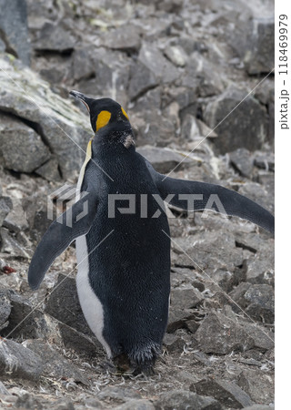 Emperor penguin,Aptenodytes forsteri, in Port Lockroy, Goudier island, Antartica. Emperor penguin,Aptenodytes forsteri, in Port Lockroy, Goudier island, Antartica. 118469979
