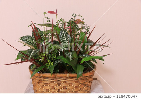 寄せ植え 118470047