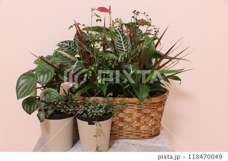 寄せ植え 118470049
