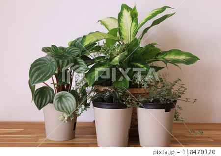 観葉植物の寄せ植え 118470120