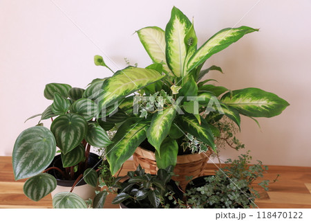 観葉植物の寄せ植え 観葉植物の寄せ植え 118470122