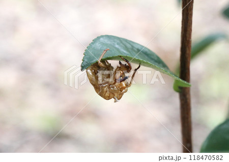 セミの抜け殻 118470582