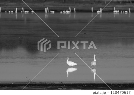 Coscoroba swans in lagoon envirinment, La Pampa Province, Patagonia, Argentina. 118470617