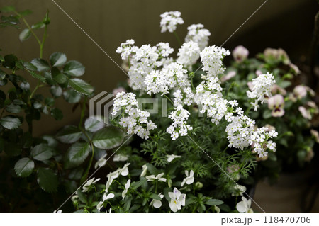 ベランダで咲く寄せ植えコンテナの花 白いバーベナとビオラ ベランダで咲く寄せ植えコンテナの花 白いバーベナとビオラ 118470706