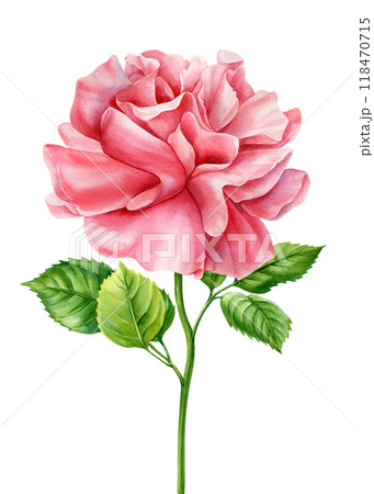 Luxury pink rose with green leaves isolated background. Exclusive watercolor floral illustration for high-end Project Luxury pink rose with green leaves isolated background. Exclusive watercolor floral illustration for high-end Project 118470715