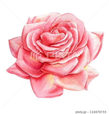 Detailed blush rose isolated background. Realistic watercolor pink rose Elegant floral illustration, flora greeting card 118470733