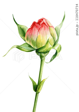 Rose bud isolated on white background. Handcrafted watercolor botanical illustration. Floral designs Rose bud isolated on white background. Handcrafted watercolor botanical illustration. Floral designs 118470734