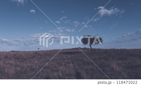 Pampas grass landscape, La Pampa province, Patagonia, Argentina. Pampas grass landscape, La Pampa province, Patagonia, Argentina. 118471022