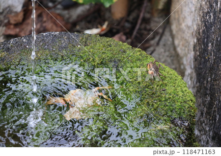 苔むした手水鉢を歩く沢蟹 118471163