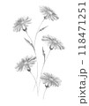 Isolated black and white floral design element 118471251