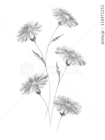 Isolated black and white floral design element 118471251
