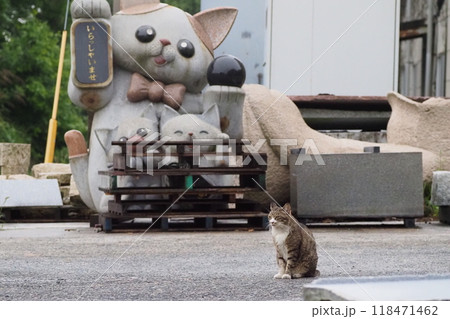 招き猫と猫 118471462