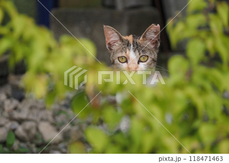 見つめる猫 118471463