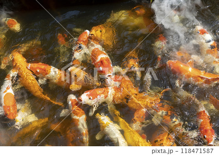 Japanese koi carp in the pond of Orchid Park in Vietnam, Nha Trang. Many fish swim in the pond with artificial fog trying to catch food thrown to them by tourists. Selective focus, close-up. Japanese koi carp in the pond of Orchid Park in Vietnam, Nha Trang. Many fish swim in the pond with artificial fog trying to catch food thrown to them by tourists. Selective focus, close-up. 118471587