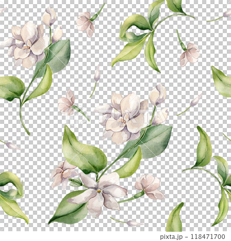 Jasmine bunch, buds, petals watercolor seamless pattern isolated. White flower botanical style hand drawn on repeating texture. Flowers of jasmine background for design textile, package, wrapping. 118471700