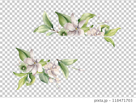 Jasmine blooms frame in watercolor illustration isolated. White flower border botanical style hand drawn. Flowers of jasmine on stems and leaves painted for design label, package tea, invitation. 118471703