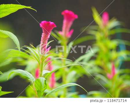 ケイトウの花 118471714