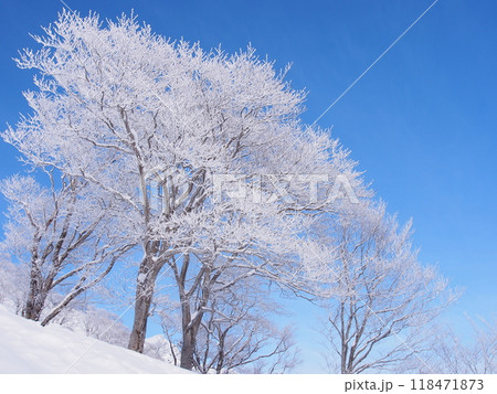 谷川岳・天神平の霧氷 118471873