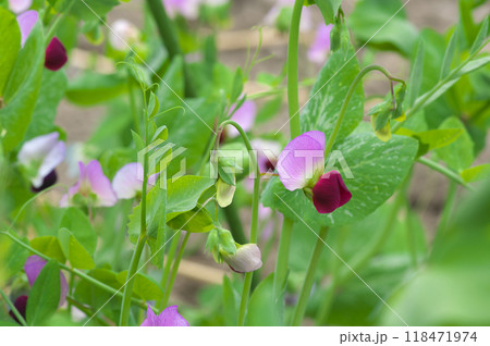 開花したエンドウの花 118471974
