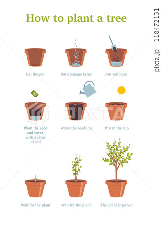 Cartoon Color Growing Plant Stages Poster Card Gardening Concept Flat Design Style. Vector illustration of Planting Process 118472131