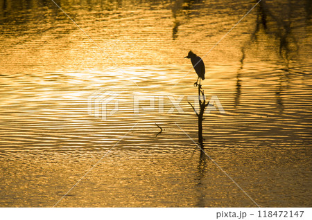 Great White Egret at sunset landscape, La Pampa, Province, Patagonia, Argentina. 118472147