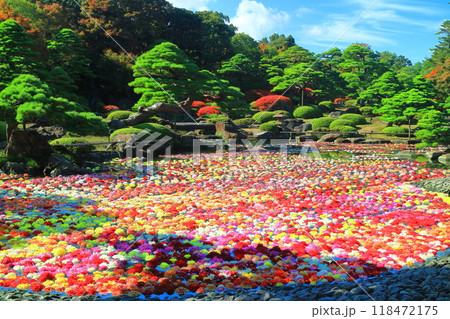 【島根県】晴天の由志園の池泉天竺牡丹(10万輪のダリア) 【島根県】晴天の由志園の池泉天竺牡丹(10万輪のダリア) 118472175