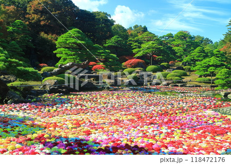 【島根県】晴天の由志園の池泉天竺牡丹(10万輪のダリア) 【島根県】晴天の由志園の池泉天竺牡丹(10万輪のダリア) 118472176