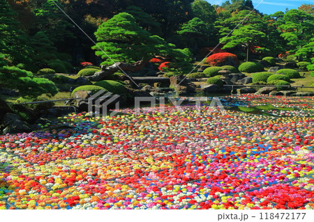 【島根県】晴天の由志園の池泉天竺牡丹（10万輪のダリア） 118472177