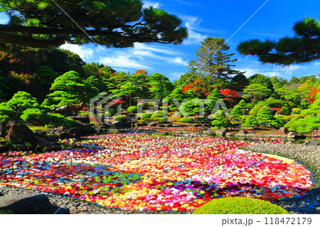 【島根県】晴天の由志園の池泉天竺牡丹(10万輪のダリア) 【島根県】晴天の由志園の池泉天竺牡丹(10万輪のダリア) 118472179