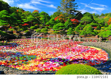 【島根県】晴天の由志園の池泉天竺牡丹（10万輪のダリア） 118472181