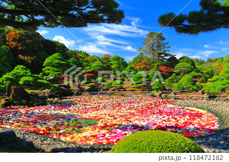 【島根県】晴天の由志園の池泉天竺牡丹(10万輪のダリア) 【島根県】晴天の由志園の池泉天竺牡丹(10万輪のダリア) 118472182