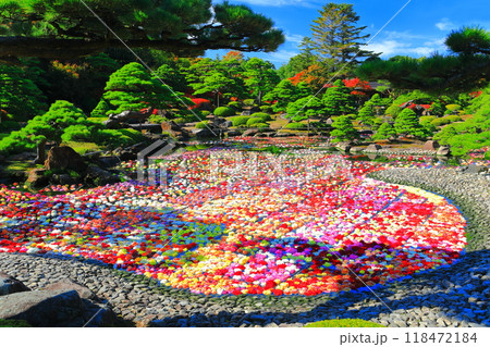 【島根県】晴天の由志園の池泉天竺牡丹（10万輪のダリア） 118472184