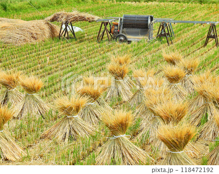 稲刈りの後脱穀てし束ねた藁束を干す光景 稲刈りの後脱穀てし束ねた藁束を干す光景 118472192