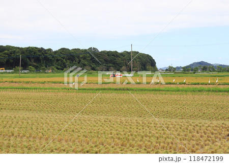 稲刈りする田園地帯のコンバインとダイサギの群れ 118472199