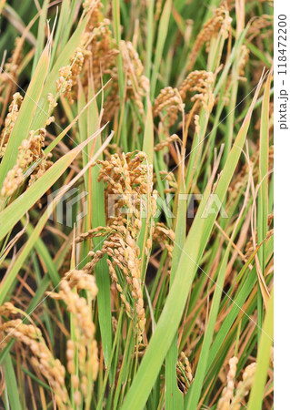 秋の田んぼに実る収穫前の稲穂 118472200