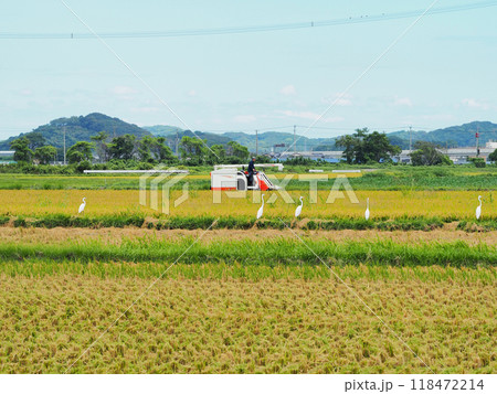 稲刈りの田んぼでコンバインの周りにサギの群れ 稲刈りの田んぼでコンバインの周りにサギの群れ 118472214