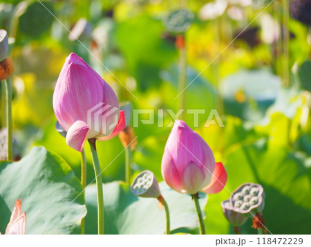 ハスの花のつぼみ ハスの花のつぼみ 118472229