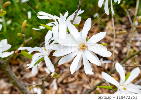 こぶしの白い花 118472253