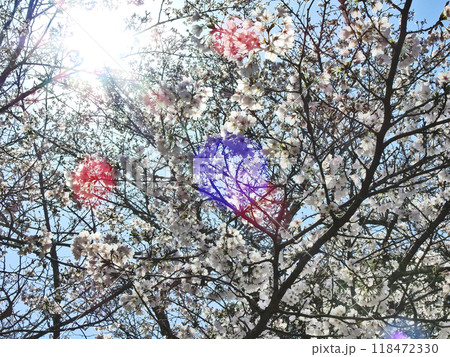 青空と満開の桜を見上げる光景 青空と満開の桜を見上げる光景 118472330