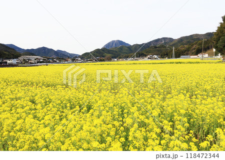 黄色い花が一面に咲いた春の菜の花畑 黄色い花が一面に咲いた春の菜の花畑 118472344