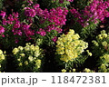 リナリアの花 118472381