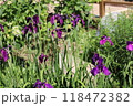 菖蒲の花 118472382