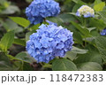 青い紫陽花 118472383