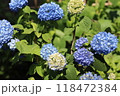 青い紫陽花 118472384