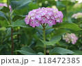 薄紫色に色づきつつある多くの装飾花を備えるアジサイの手毬咲きの花が咲く 118472385