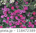 ピンク色の花 118472389